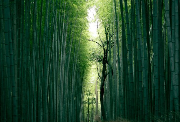 Quels sont les meilleurs itinéraires pour une randonnée dans les forêts de bambou d'Arashiyama, Japon ?