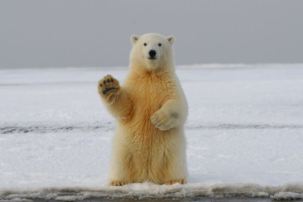 Comment organiser une croisière pour observer les ours polaires dans l'Arctique canadien?