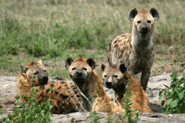 Où participer à une expédition de photographie animalière dans le Serengeti, Tanzanie?