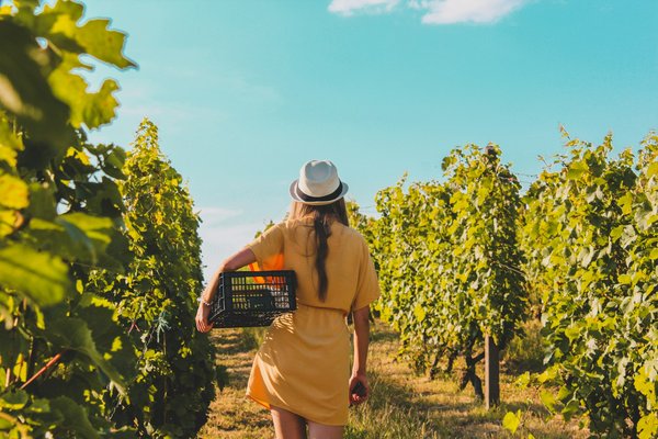 Comment préparer une visite des vignobles biodynamiques en Nouvelle-Zélande?